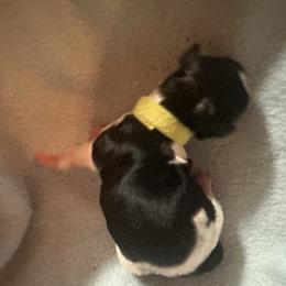 Lime collar - Black and white male Shorkie puppy in Staten Island, New York from Sensational Shorkies