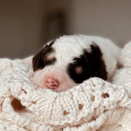 Bernedoodle puppies from Desert Ridge Doodles