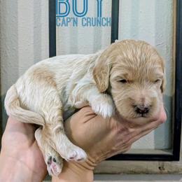 Cap'n Crunch - Cream male Goldendoodle puppy in Cambridge, Minnesota from Country Meadow Doodles