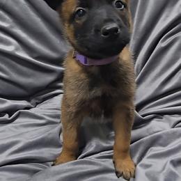 Croft's Lavender - Mahogany female Belgian Malinois puppy in Berry, Alabama from North River k9