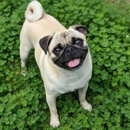 Roxy - Pug