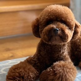Mario - Poodle