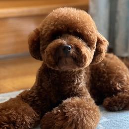 Mario - Poodle