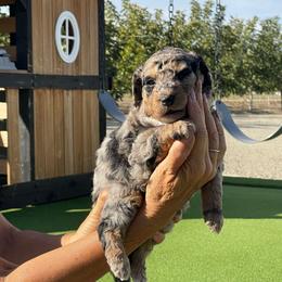 Dolly - Merle female Bernedoodle puppy in Yuba City, California from Ranch House Doodles