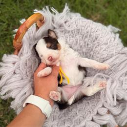 Paris - Brown and white female Aussiedoodle puppy in Dunn, North Carolina from Sandy Creek Kennels