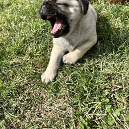 Pug Puppies from Galaxy Pugs of Georgia