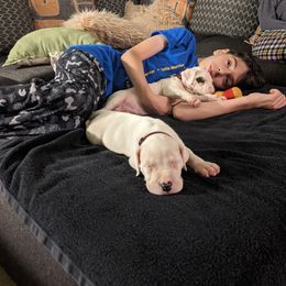 Dogo Argentino Puppies from De la Fuerza de Dios