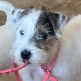 Rip - Tri-colored male Parson Russell Terrier puppy in Peabody, Kansas from SouthFork Ranch