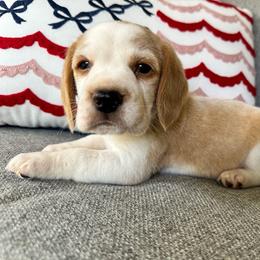 Baby boy 1 - Red and white male Beagle puppy in Monticello, Georgia from Beaglelove