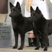 Norwegian Buhunds from Nordlys Norwegian Buhunds