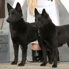 Norwegian Buhunds from Nordlys Norwegian Buhunds