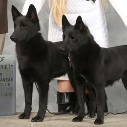 Norwegian Buhunds from Nordlys Norwegian Buhunds