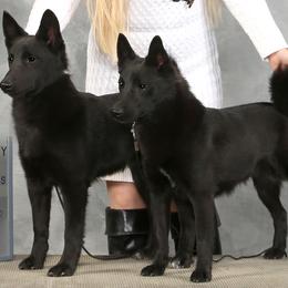 Norwegian Buhunds from Nordlys Norwegian Buhunds