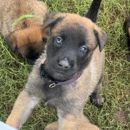 Belgian Malinois Puppies from Fromage Malinois