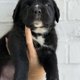 Pepe - Black brindle male Cane Corso puppy in Sandia, Texas from OneTime Cane Corso