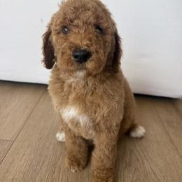 Girl 2 - Parti female Poodle puppy in Sn Bernrdno, California from JennieMiniPets