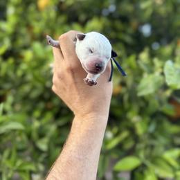 Johnny - Blue speckled male Australian Cattle Dog puppy in Surprise, Arizona from Copper State Cattle Dogs