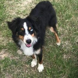 Miniature Australian Shepherds from Wispy Hollow Mini Aussies