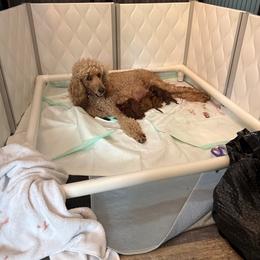 Red - Red  male Poodle puppy in Keedysville, Maryland from Sunshine Red Standard Poodles