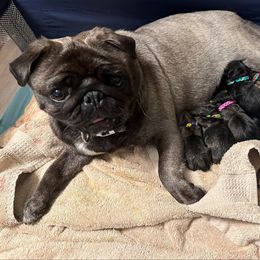 Pug puppies from Loda's Pugs