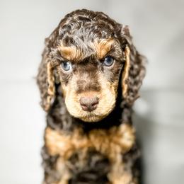 Aussiedoodles, Australian Mountain Doodles, Bernedoodles, and Poodles from Steindoodles