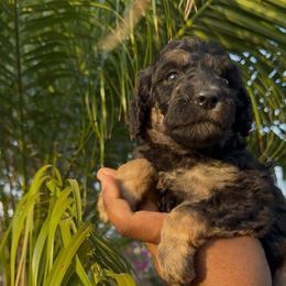 Atlas - Phantom male Poodle puppy in Corona, California from Garden Of Poodles