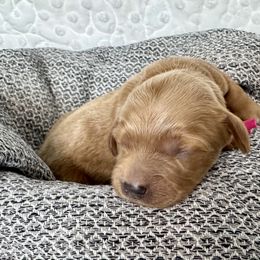 Cavapoo and Havapoo Puppies from Meadowlark Doodles