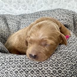 Cavapoo and Havapoo Puppies from Meadowlark Doodles