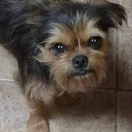 Uno - Brussels Griffon