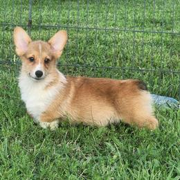 Fletcher - Red and white male American Corgi puppy in Dunbar, Nebraska from Vintage Corgis