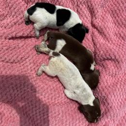 Dixie - Liver roan female German Shorthaired Pointer puppy in Axton, Virginia from Red Clay Kennels