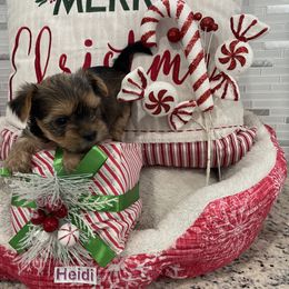 Poodle, Yorkipoo, and Yorkshire Terrier Puppies from Star Catcher Pups