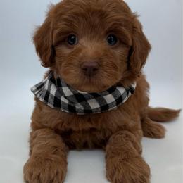 E-Red Boy - Red  male Goldendoodle puppy in Lewisville, Texas from Texas Goldendoodle Lovers