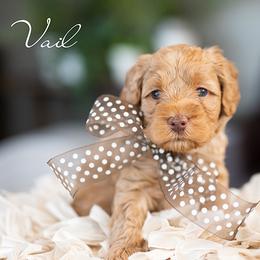 Vail - Caramel female Australian Labradoodle puppy in Salem, Oregon from Hunterberry Hill Labradoodles