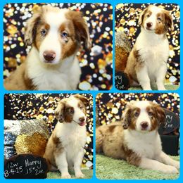 Harry Potter - Red merle male Miniature Australian Shepherd puppy in Levelland, Texas from Once Upon a Time Aussies