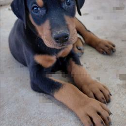Saturn Missle - Black and rust male Doberman Pinscher puppy in Valley View, Texas from Daystar Dobermans