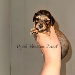 Onyx - Red male Dachshund puppy in Conway, Missouri from Ozark Mountain Kennel