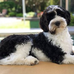 Australian Labradoodle All Grown Up from FernRidge