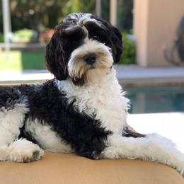 Australian Labradoodle All Grown Up from FernRidge