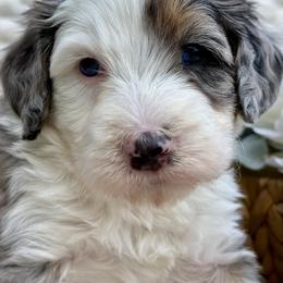 Lucy - Merle female Bernedoodle puppy in Peterstown, West Virginia from To Love A Doodle