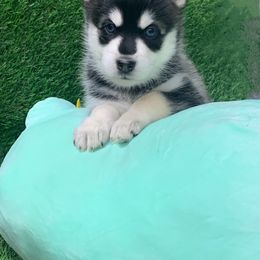 Pomsky Puppies from Liberty Pomsky