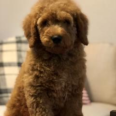 Goldendoodles from Travis Street Doodles & Poodles