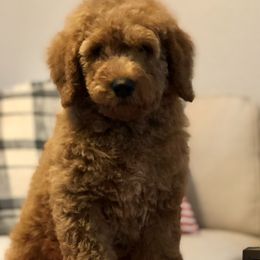 Goldendoodles from Travis Street Doodles & Poodles