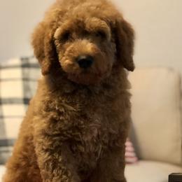 Goldendoodles from Travis Street Doodles & Poodles