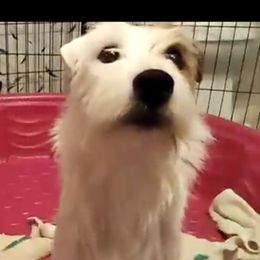 Birdie - Parson Russell Terrier