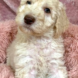 Goldendoodle and Poodle Puppies from Starlight Goldendoodles