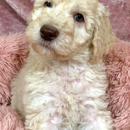 Goldendoodle and Poodle Puppies from Starlight Goldendoodles