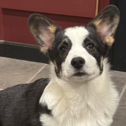 Schumaker's Bullet - Black and tan male Pembroke Welsh Corgi puppy in Heyworth, Illinois from Schumaker Corgis
