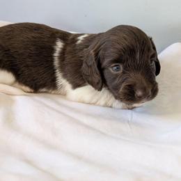 Maroon- 2675 - Piebald male Dachshund puppy in Sonora, Kentucky from Maple Hill Miniature Dachshunds