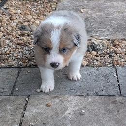 Dottie - Blue merle female Australian Shepherd puppy in Fort Lauderdale, Florida from Burning Heart Aussies